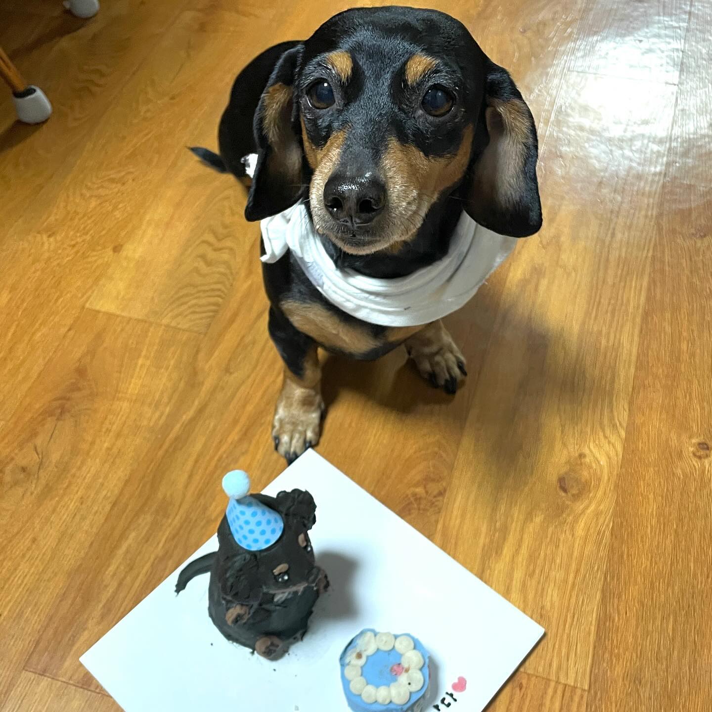 오곡,, 만9세 생일축하하여!!
벌써 집에 온지 6년차네🥲
내가 아는 닥스중에 제일 사랑스럽다,,
올해는 9살이기도하니 좀 덜 짖고
다이어트도 좀 하고 아픈 곳 없이 행복하게 살자곡!🐶