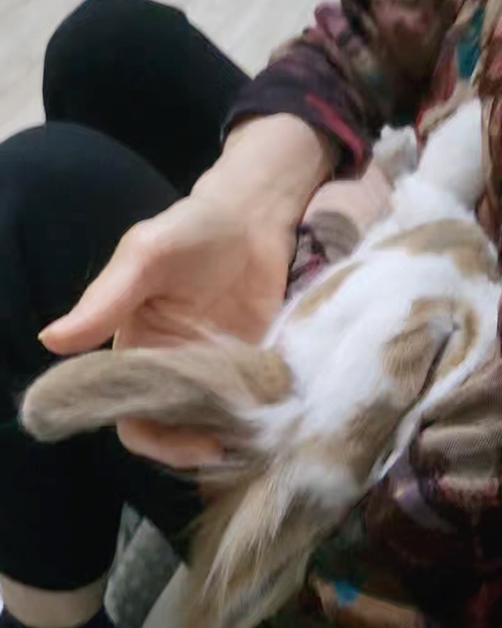 하는 짓은 애기인뎅 이제 곧 12살😱
#토미 #토끼맘 #토끼스타그램