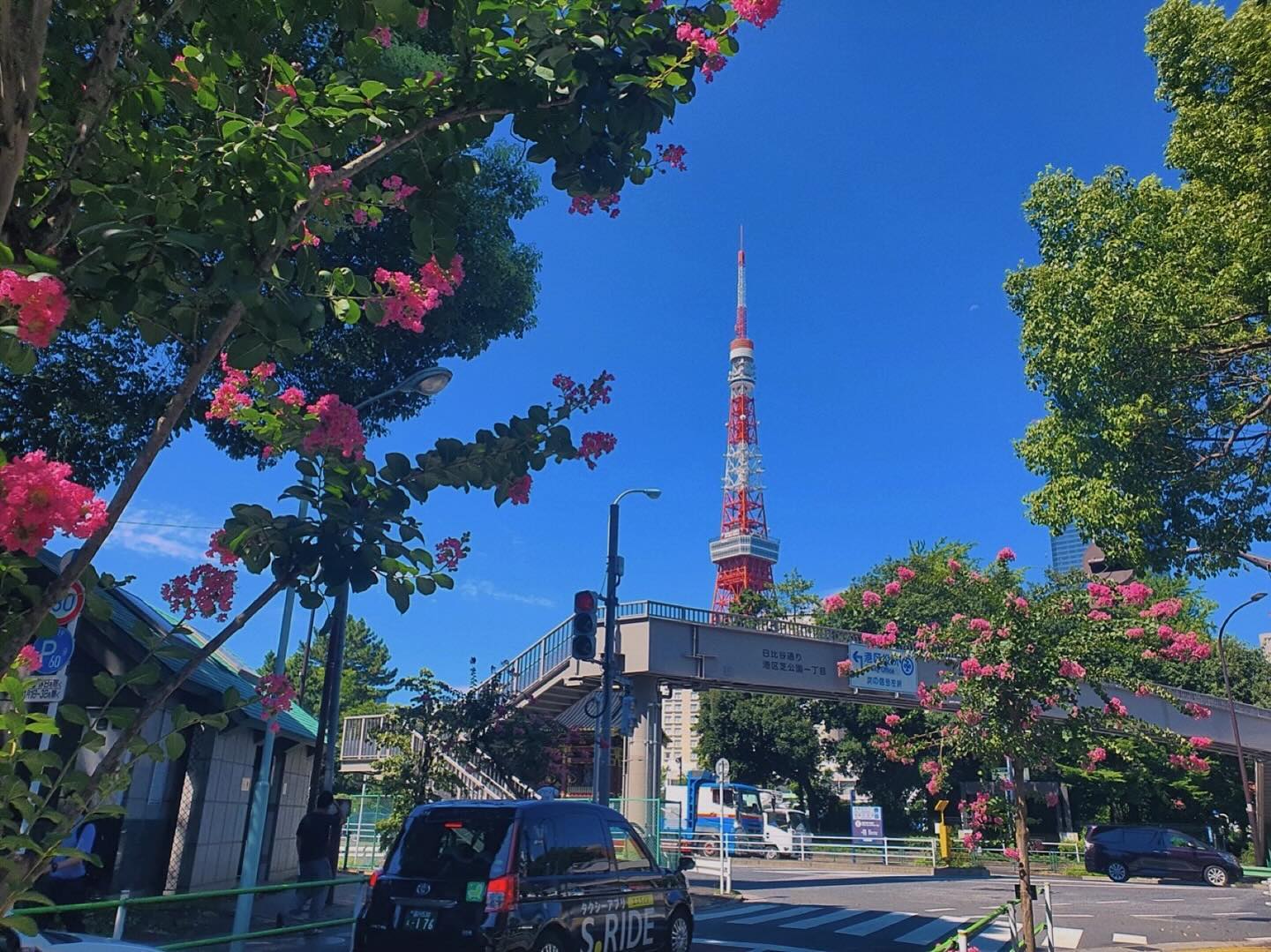 여름의 시작의 신호🗼