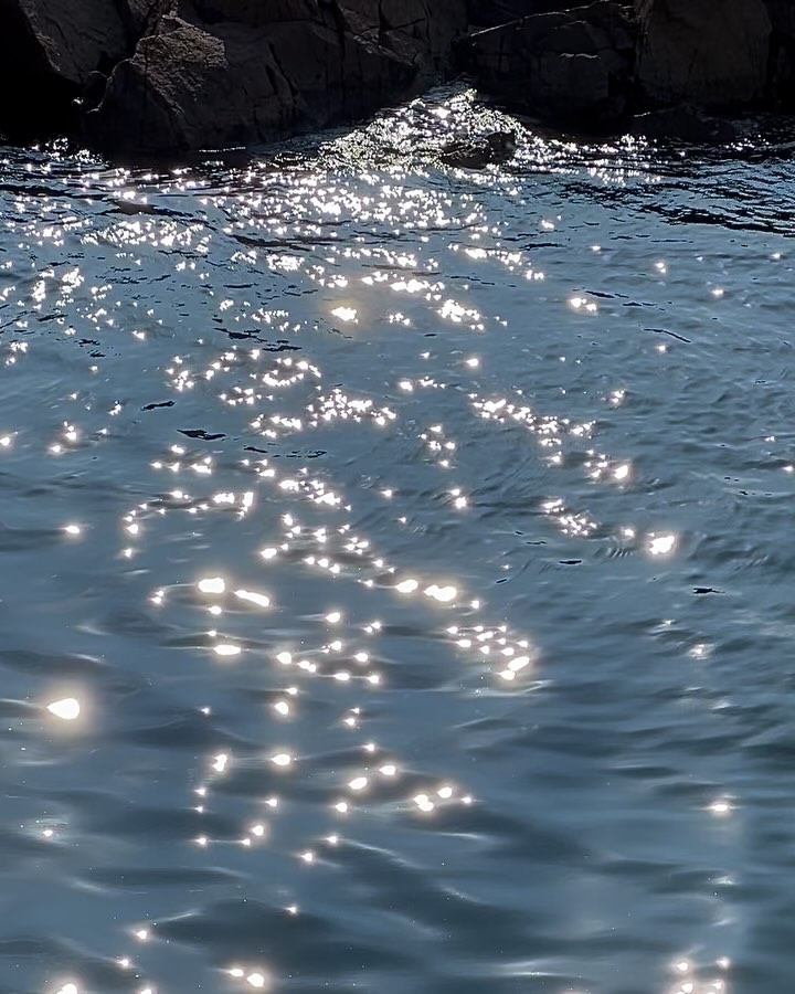 너무나 많은 여름이 지나가고 🌊🫧🐬💭