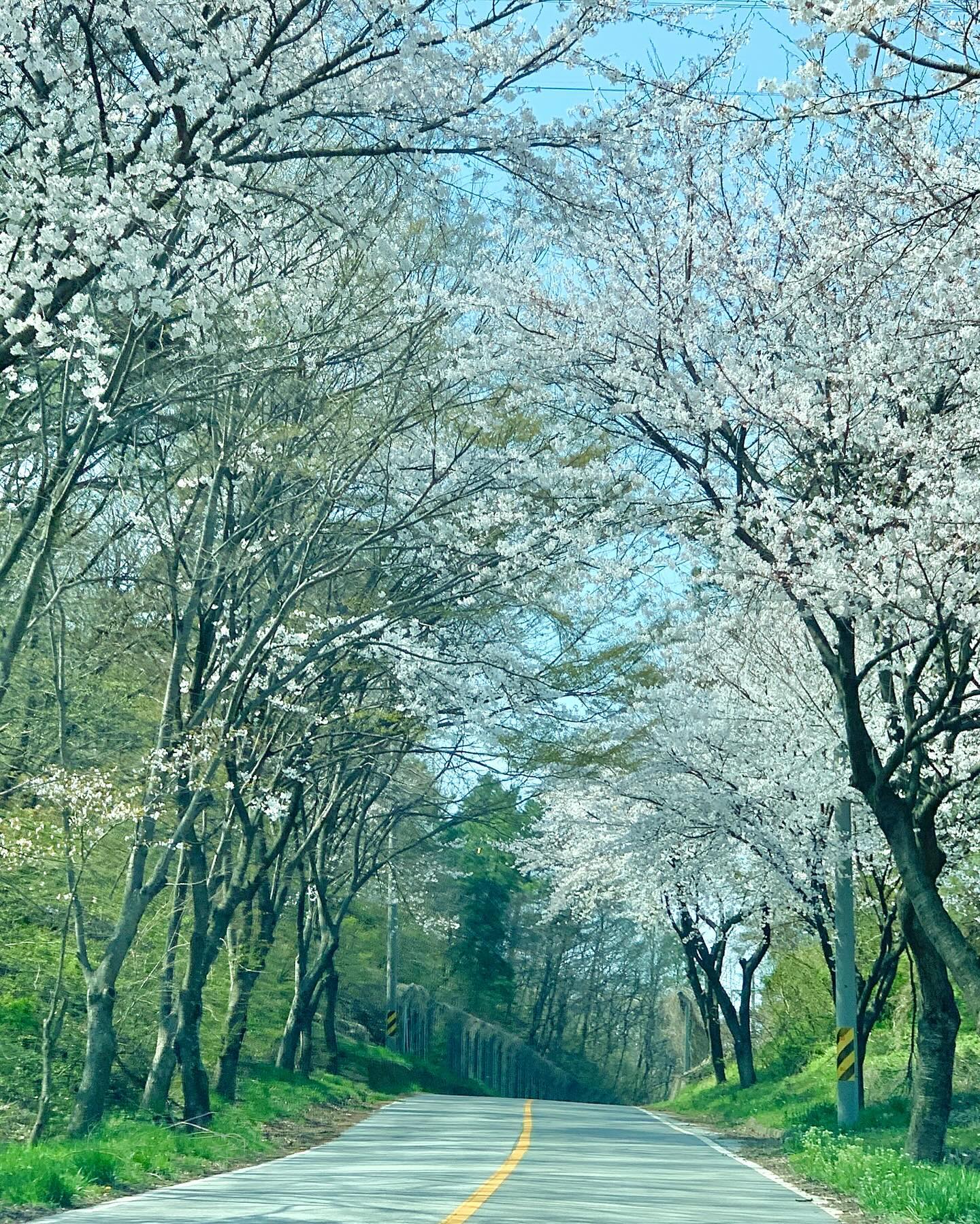 아빠가 벚꽃 보여주겠다고 
이리저리 데리고 다닌 하루🌸
거북이마을 -> 하천길 -> 집 뒷동산
고마어어~♥