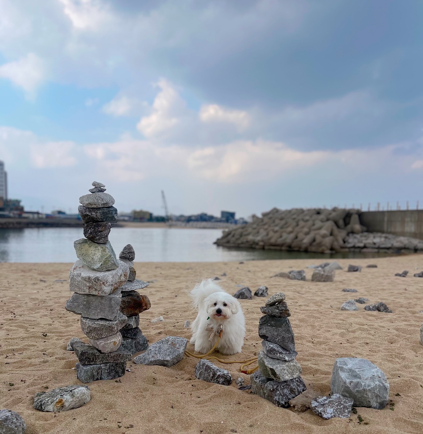 🐶엄마가 간식 많이 주게 해주세효🙏

남이 쌓은 돌탑에 소원 얹기🍡🍬🍭

물에 들어가래도 못 들어가는 강쥐🧸🐶

들어가면 망🫣🤭