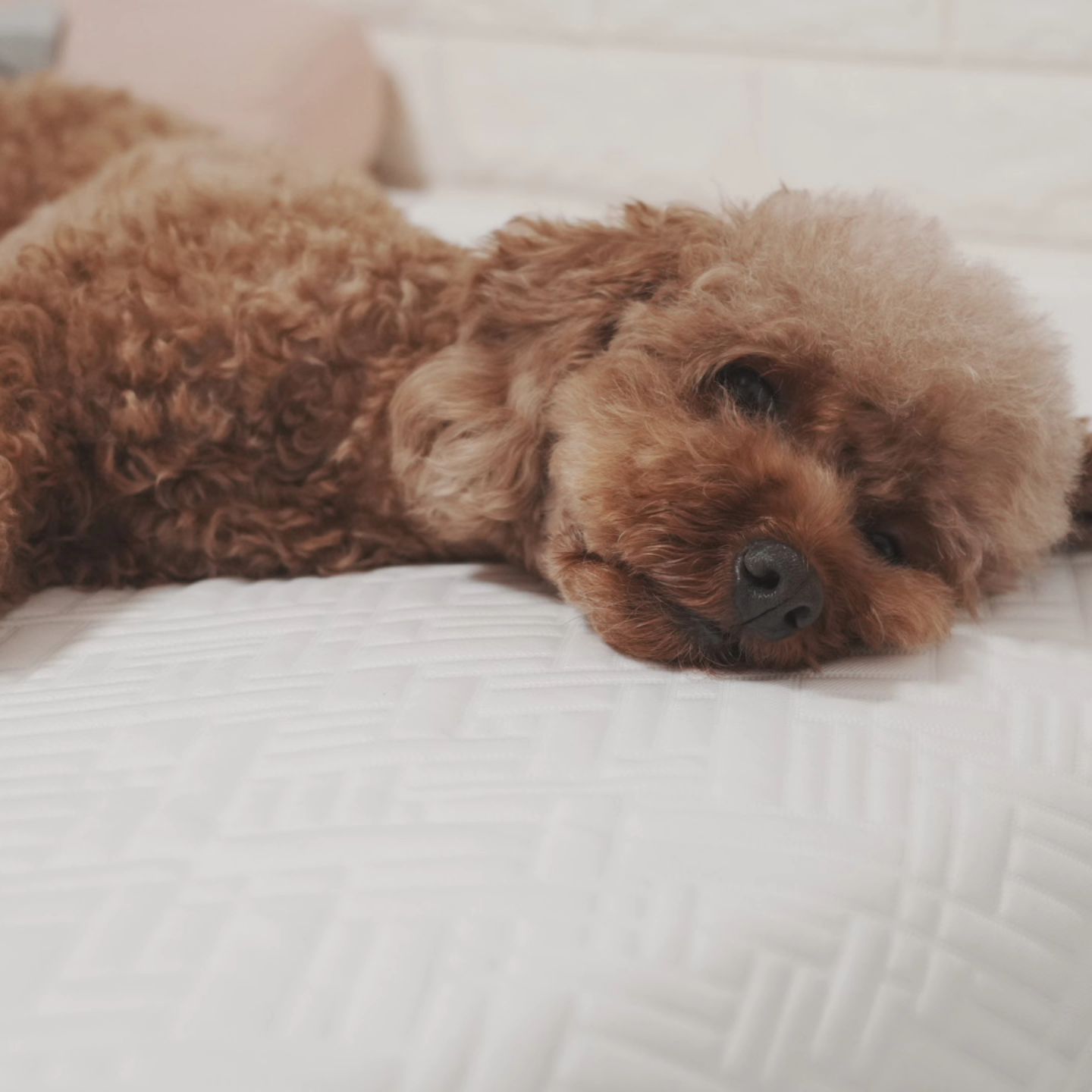 댕댕이들 굿나잇❤️

#댕댕이#굿나잇🌙