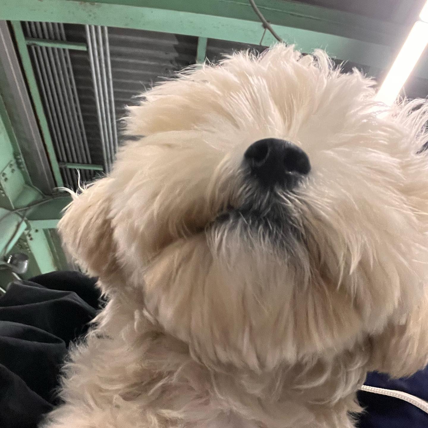 어떻게 강아지가 시옷 •ㅅ•

#멍스타그램 #말티푸 #maltipoo #귀여워