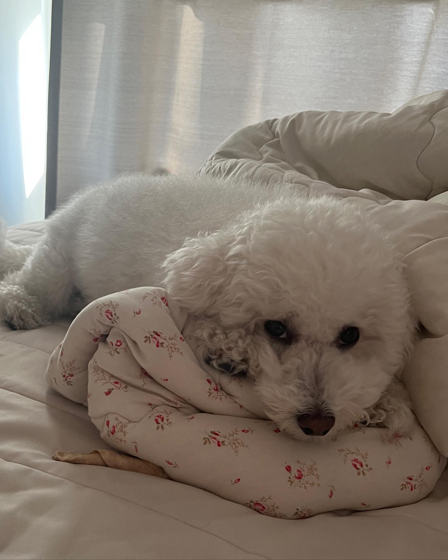 ㄱㅇㅇ

#비숑프리제 #밥풀이그램🐾 #비숑밥풀이🍚 #내곰돌이 #bichon #bichonfrise #petstagram #dogstagram #개스타그램 #일상💕 #소통🙆 #선팔맞팔환영🙌 #극한견주 #밥풀이견주의삶 #우리집막냉이🐶