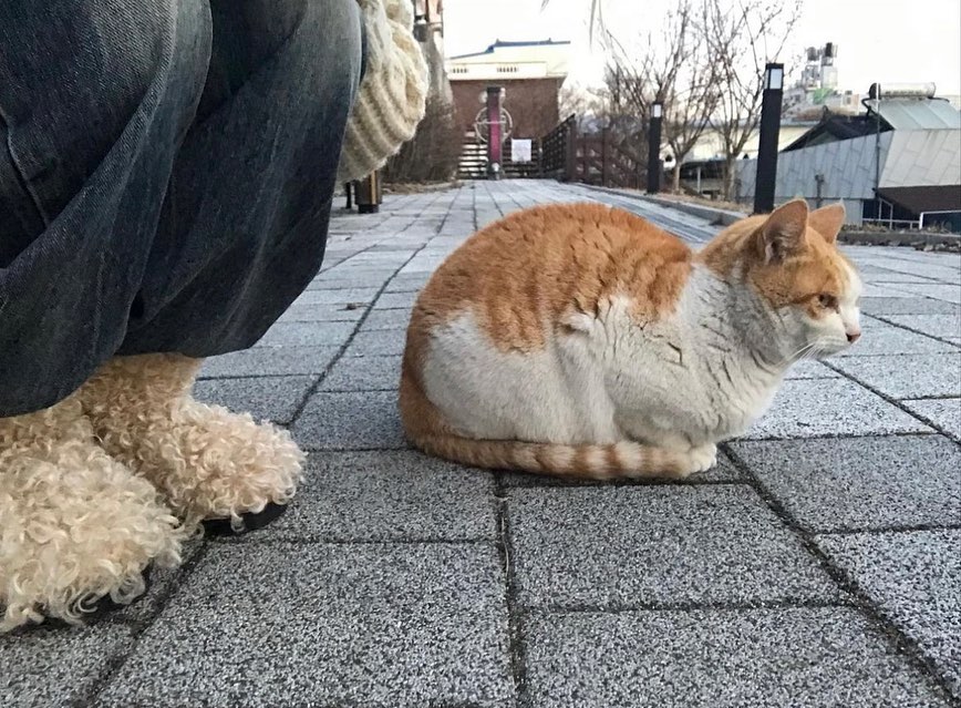 콘텐츠