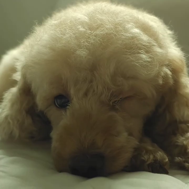 나보다 윙크 잘하는 코코 🐶
귀여우니까 피드박제

#그나저나또털쪘네
#뚱재열내렸으니내일털밀자