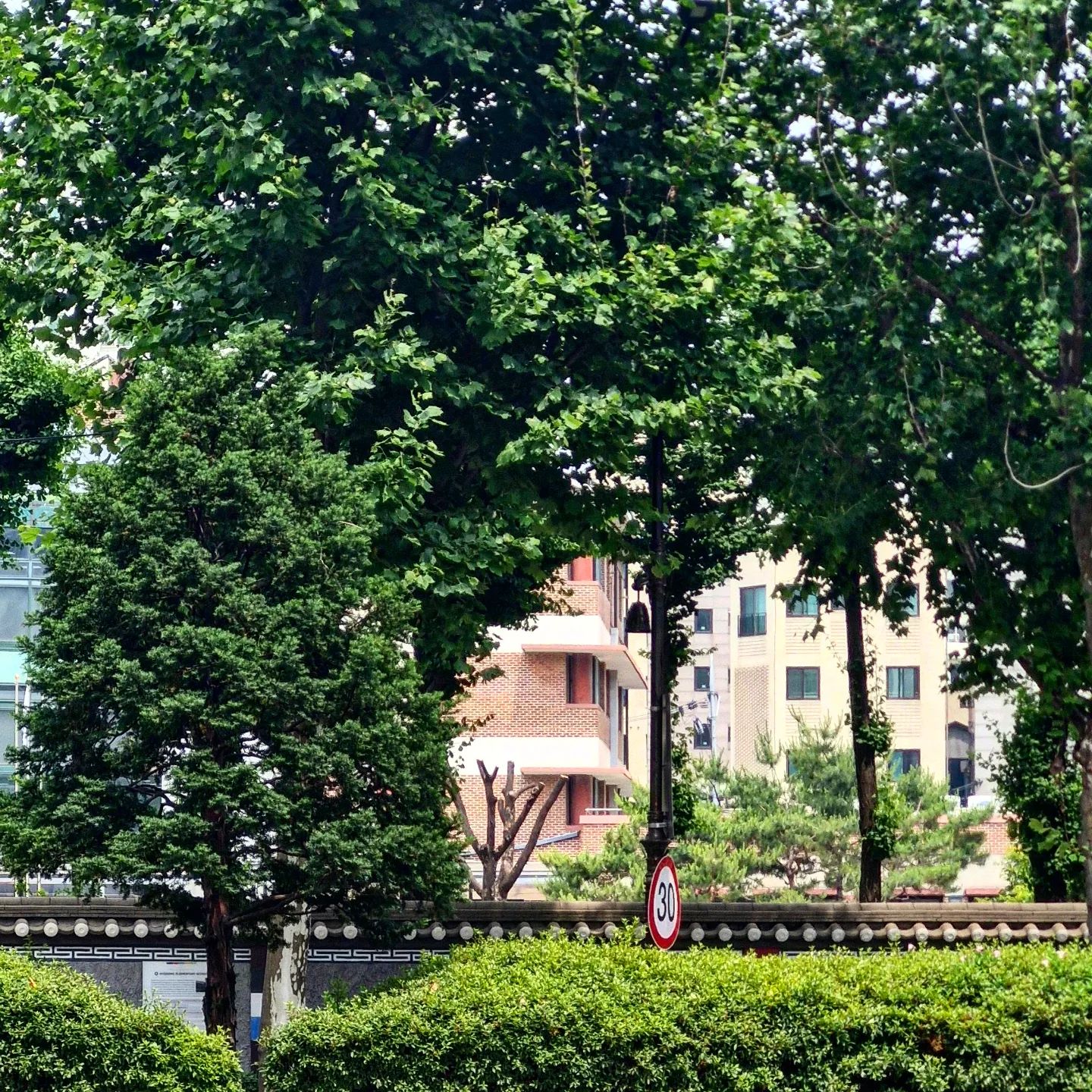 🌳