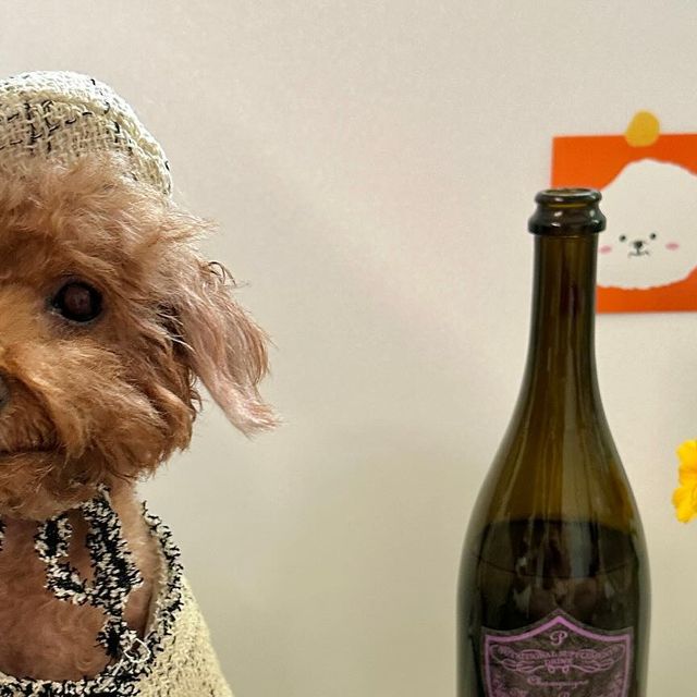 강아지모델 푸들 양뿌꾸 ღ 멍팔 ღ on Instagram: "#협찬 #meongperignon 특별한 날 마실 수 있는 우리들의 술 𝓶𝓮𝓸𝓷𝓰𝓹𝓮𝓻𝓲𝓰𝓷𝓸𝓷🍷(ભુ페ય뇽) 을 소개해주께🙌💗 🍷저지방