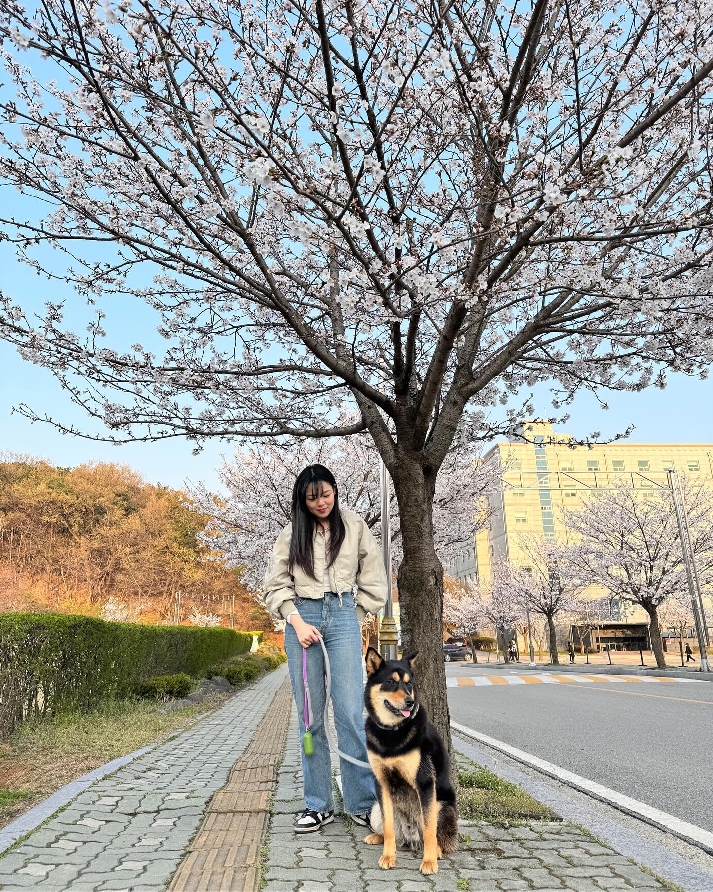 내새꾸랑 견생 첫 꽃구경🌸
예뻐죽겠네 진짜‼️‼️

#벚꽃 #꽃구경 #반려견 #진돗개 #댕스타그램 #벚꽃구경
