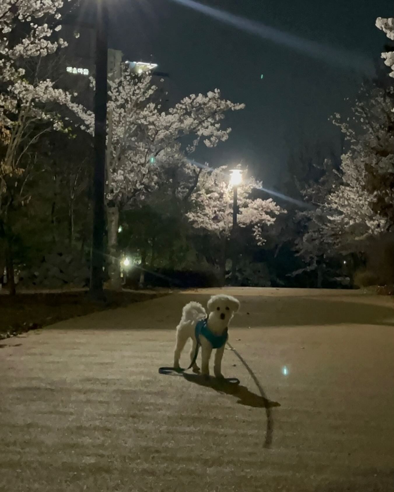 어제🌸🐶