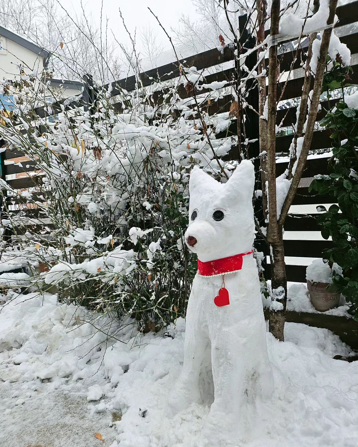 🐻‍❄️🌟☃️❄️

올해도 어김없이 만나서 반가운.
눈처럼 새하얗고 예뻤던 우리집 백구.

그리운 얼굴 소환하기
#안녕 #우리아띠
.
.
.
.
#하나뿐인 #진돗개백구 #기억하기
#주택살이 #마당있는집 #눈이펑펑 
#snowday #jindodog #avelygram