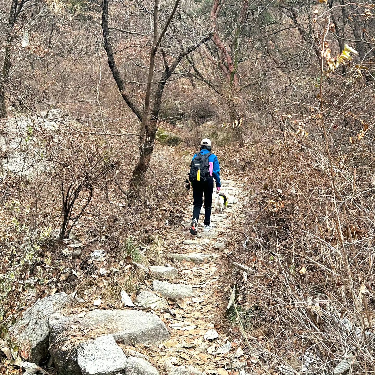 .
김버들 서울구경
불암산 올라갔도니 
엄마가 서울 구경 씨게 시켜줌

#김버들 #버들 #포인핸드 #pawinhand #사지말고입양하세요 #멍스타그램 #믹스견 #시고르자브종 #원앤온리 #oneandonly #개스타그램 #dogstagram #puppy #dog #daily #강아지일상 #오늘의강아지 #22개월강아지
