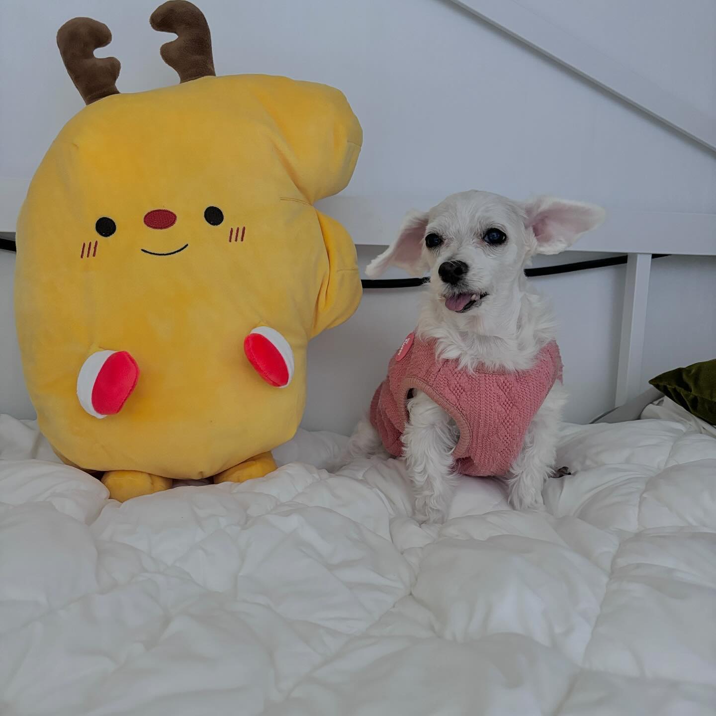 #마이플러피 에서 올해도 한 크리스마스 기부 
작년엔 트리모양 노즈워크였는데 올해는 담요!
트리노즈워크는 소피가 장난감으로 쓰고 큐티는 무시했었지만..
이번껀 알차게 쓸것같은 느낌~!

플로미에서 꺼내자마자 정큐티가 내꺼라고 비비고 난리였던건 안비밀ㅋㅋㅋ

근데 상상했던것보다 인형도크고 담요도 큼 
플로미가 큐티보다 커요..인형이 큰건가..큐티가 작은건가…

#산타가될개 #마이플러피
#플로미담요 #그랜마조끼
#말티즈 #강아지담요
#사지말고입양하세요