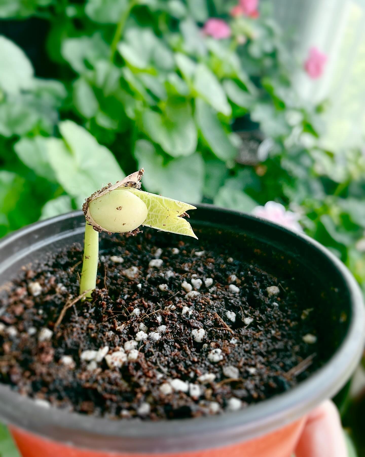 #관찰일기🌱 

장남 강낭콩
꼬미 해바라기
공동 나팔꽃

엄마도 키울거 많은데🙂‍↕️
물 안주니...💦

#식물있는집  #식집사일상