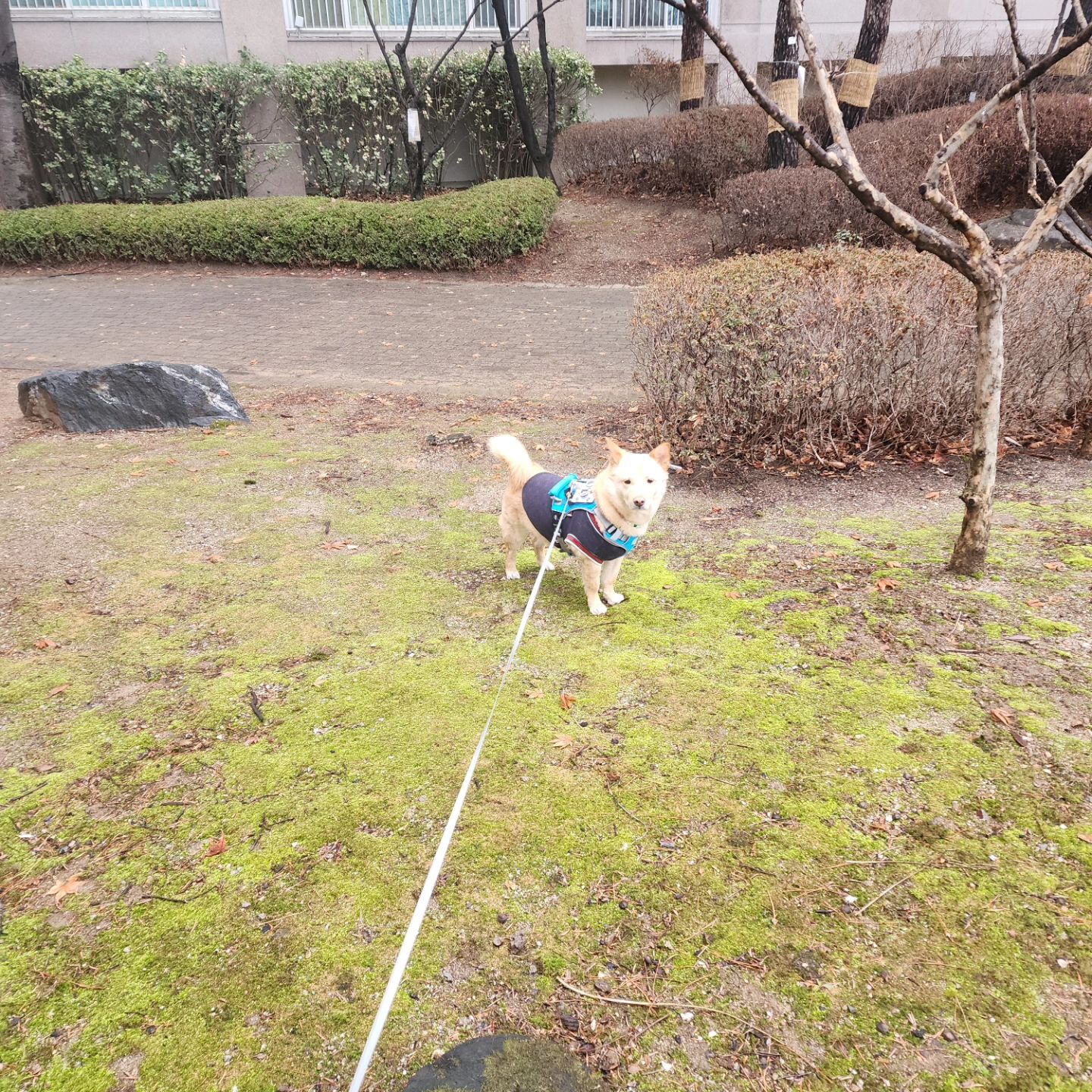 유난히 짧아보이는건 기분탓이니...

#시고르자브 #진도웰시 #진도믹스
