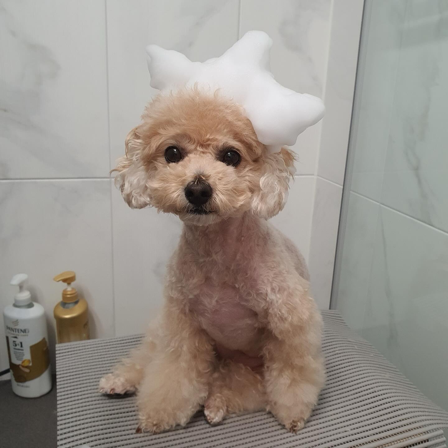시-하🙌
오늘은 내가 주인공이 되어 봤어 ~!
새로운 나의 왕관 어떤데~~👑

광고에 요즘 많이 뜨는 핫한🔥 제품이 시월이 집에도 왔다는 소식🫣

거품이 어찌나 몽글몽글 쫀닥쫀닥 한 지 목욕할 맛이 나는거 있지~!!
매일 같은 목욕은 지루하자나😉 그럴 때 한 번 씩 요 거품 목욕 어때 ??

기부 1️⃣0️⃣0️⃣톤  챌린지도 진행하고 있는 곳이야 ! 엄청 의미 있는 챌린지를 하는 곳이라 그런지 마음이 자꾸 가더라구!!

🗣️참여하면 신제품 주는 이벤트도 하고 있으니 궁금한 친구들은 얼른 보러 가자구 :)

당장 구경하러 가고픈 친구들은 ⬇️
hamilpet_official 

-
#해밀펫100톤챌린지 #해밀펫왕관샴푸 #해밀펫기부챌린지 #강아지샴푸 #광고 #협찬 #강아지광고 #강아지협찬 #강아지제품 #푸들 #푸들미용