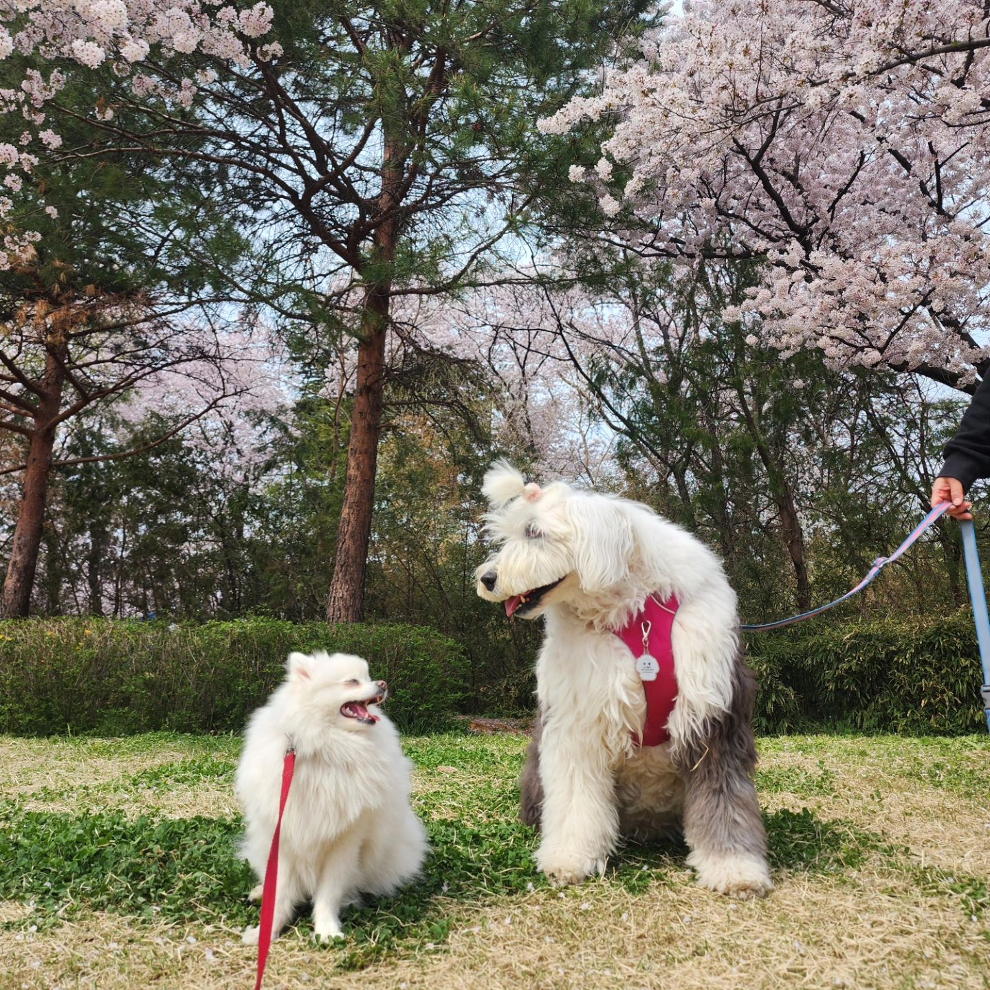 대따 큰 형아랑 꽃구경
