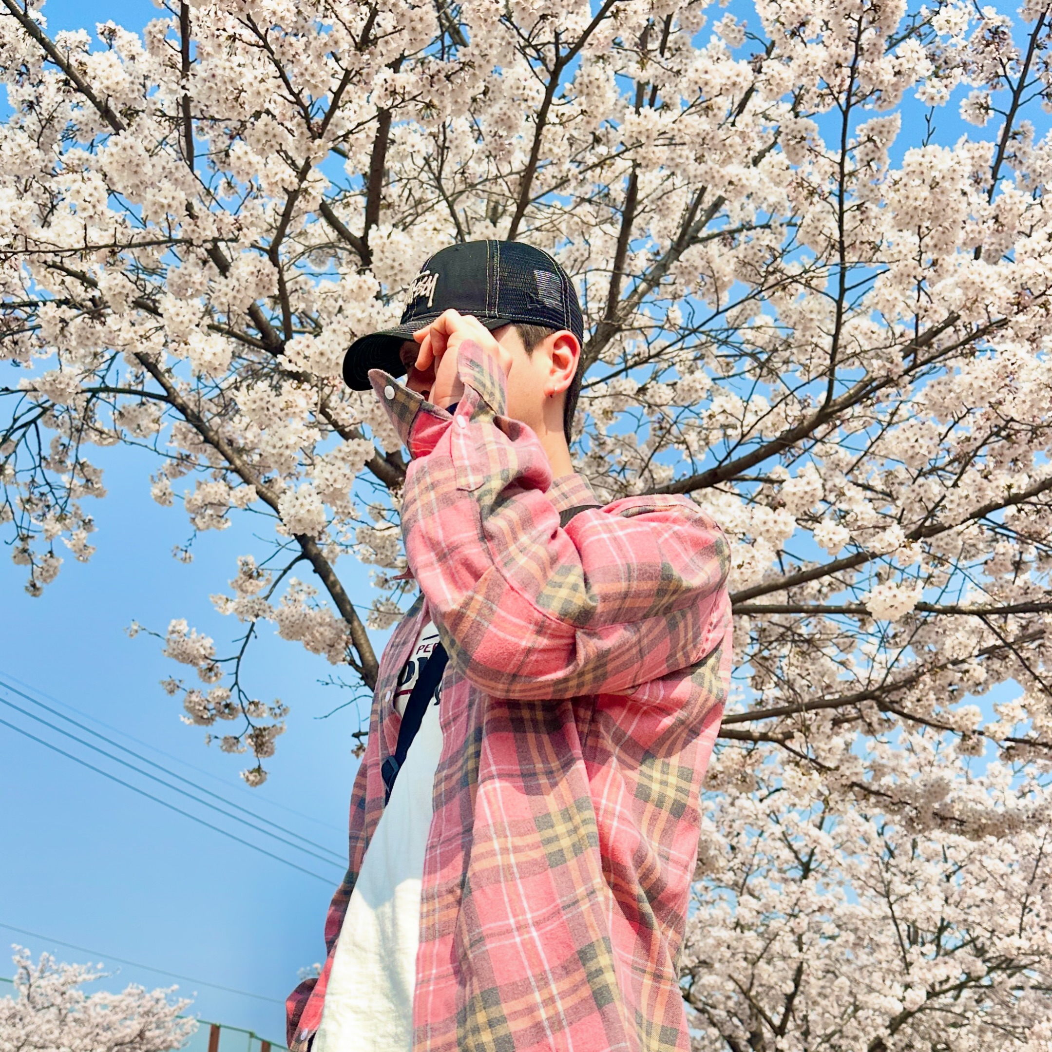 📷 올해는 만개한 벚꽃나무를 못봤네