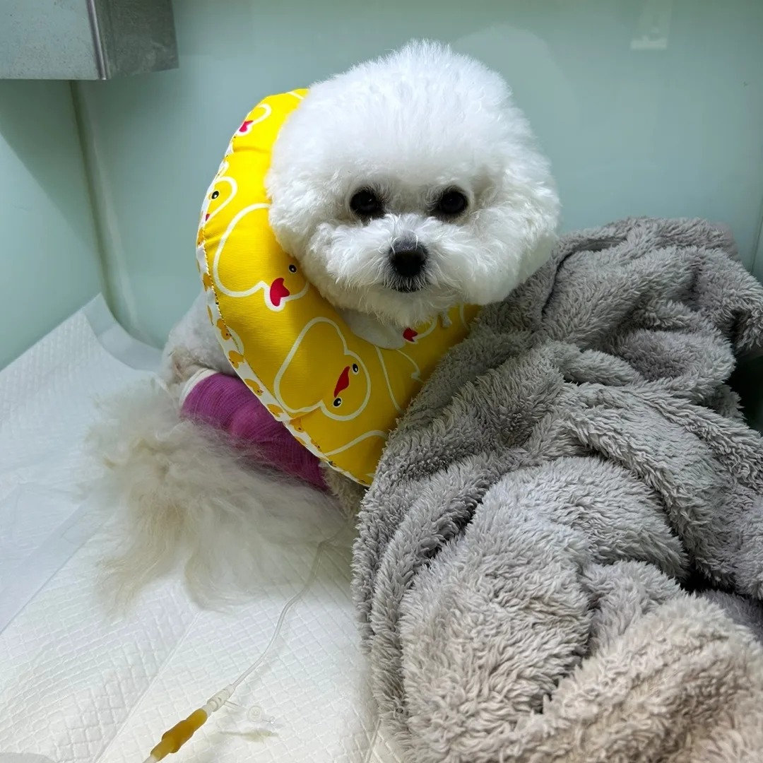 슬개골 2기라서 약 챙겨먹으며 잘보냇는데 최근에 3기로 오른쪽발이 진행되는바람에 잘못걸어서
수술결정ㅜㅜ1월에 중성화 예정이였어서
함께 진행하고..입원2일째...

보고싶은거 꾹 참고..ㅋ
애착 후리스만 전해주고 후다닥 옴...😭
오늘은 엄마냄새맡으며 푹자길❤️

안그래도 원장님이 안보고가냐 하셨는데
서로를 위해 안보고가요~~~하고 나옴ㅋ

사진보내주시니 안심하고
오늘도 잘자보게씀....🤣🤣🤣🤣

#슬개골수술
#루다는입원중
#보고싶다개딸
#울산동물병원