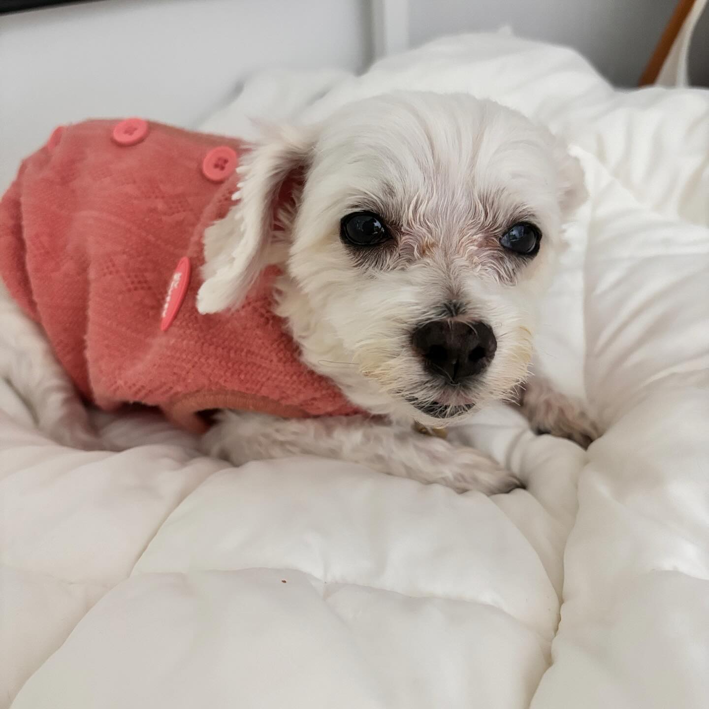 나 피곤하다 그냥 가라

#피곤한댕댕이 #나도같이자고싶다 
#말티즈 #이불밖은위험해