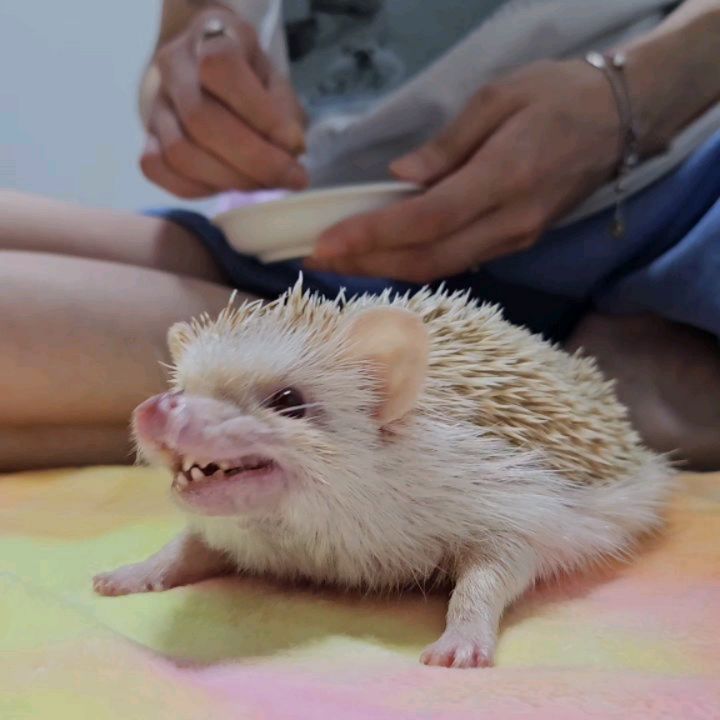 응꼬🦔ᵉᵘᶰᵍ ᵏᵏᵒ
사랑해,
•
•
•
•
#응꿍뿌 #PetsofInstagram #Hedgehogs #HedgehogLovers #hedgies #pet #hedgie #hedgehogs #erizo
#반려동물 #집사 #고슴도치 #고슴도치그램 #똥싸는선인장 #hedgehog #ハリネズミ #ペット #hérisson #amazonpets #hedgehogcommunity #instagram #daily #follow4followback #좋아요 #팔로우 #likelike #fff #instagood #instadaily #amazonpets