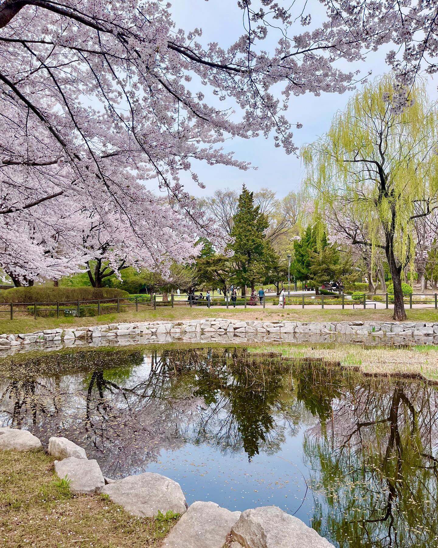 벚꽃과 잼민이 🌸