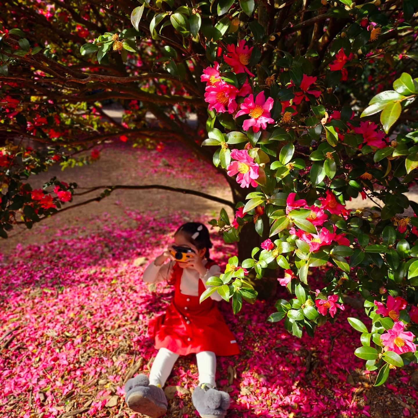 #동백포레스트

예쁘다🌺

#제주는동백