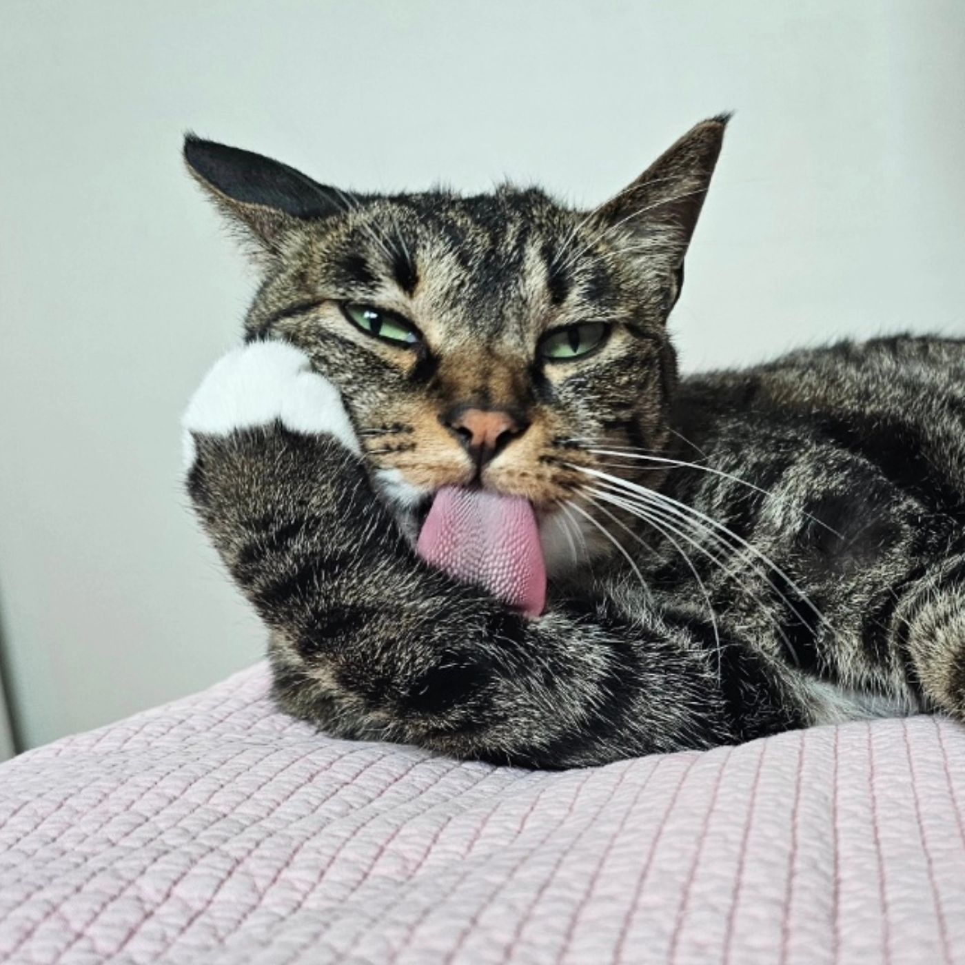 콘텐츠