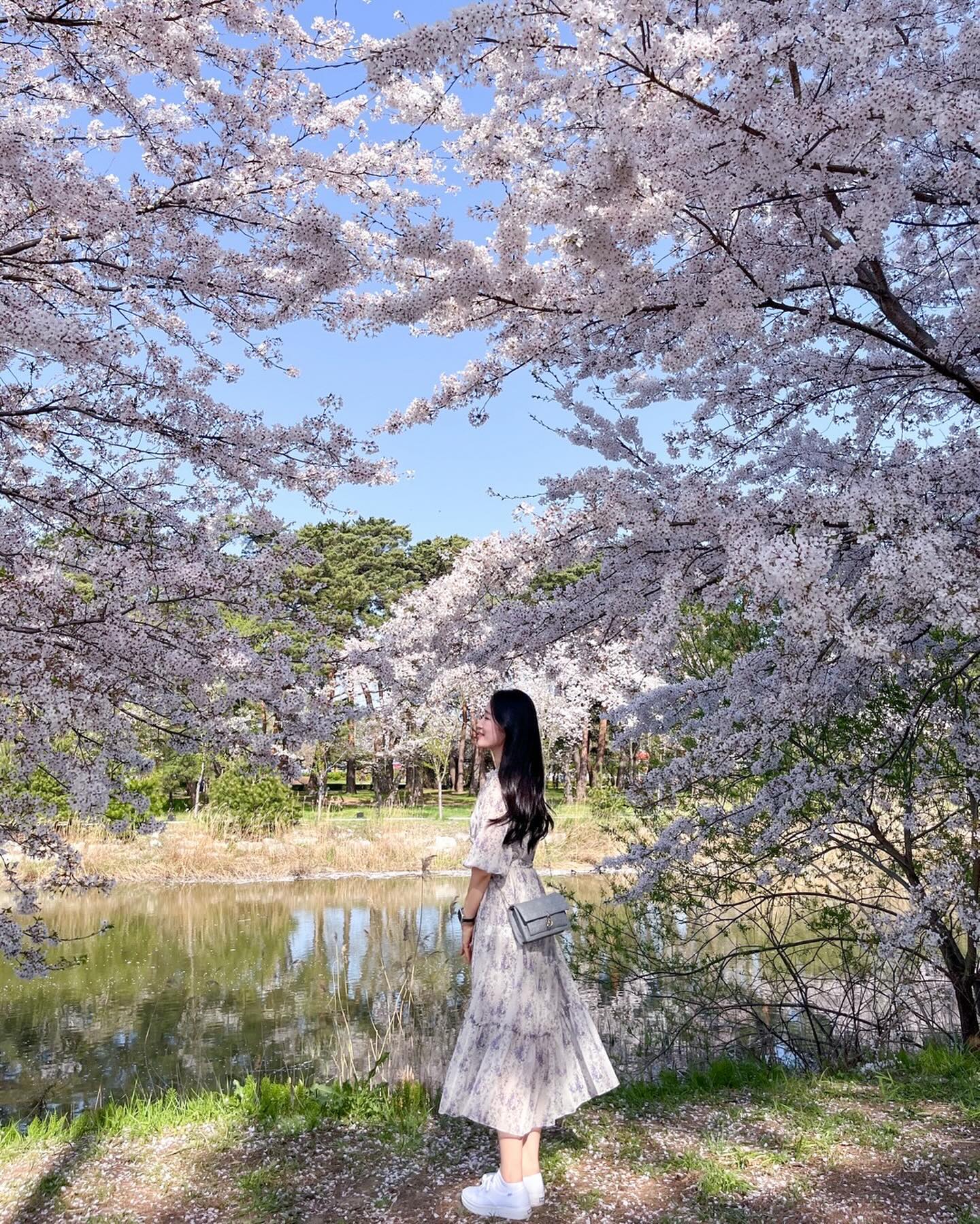 🌸마지막 벚꽃놀이🌸

강릉에서는 이제 만개를 한 예쁜이들💕
만개 후 초록초록 잎사귀 생겨나는 색감도 참 예쁘다🫶🏻

#강릉 #경포호 #경포생태저류지 
#벚꽃놀이 #벚꽃명소