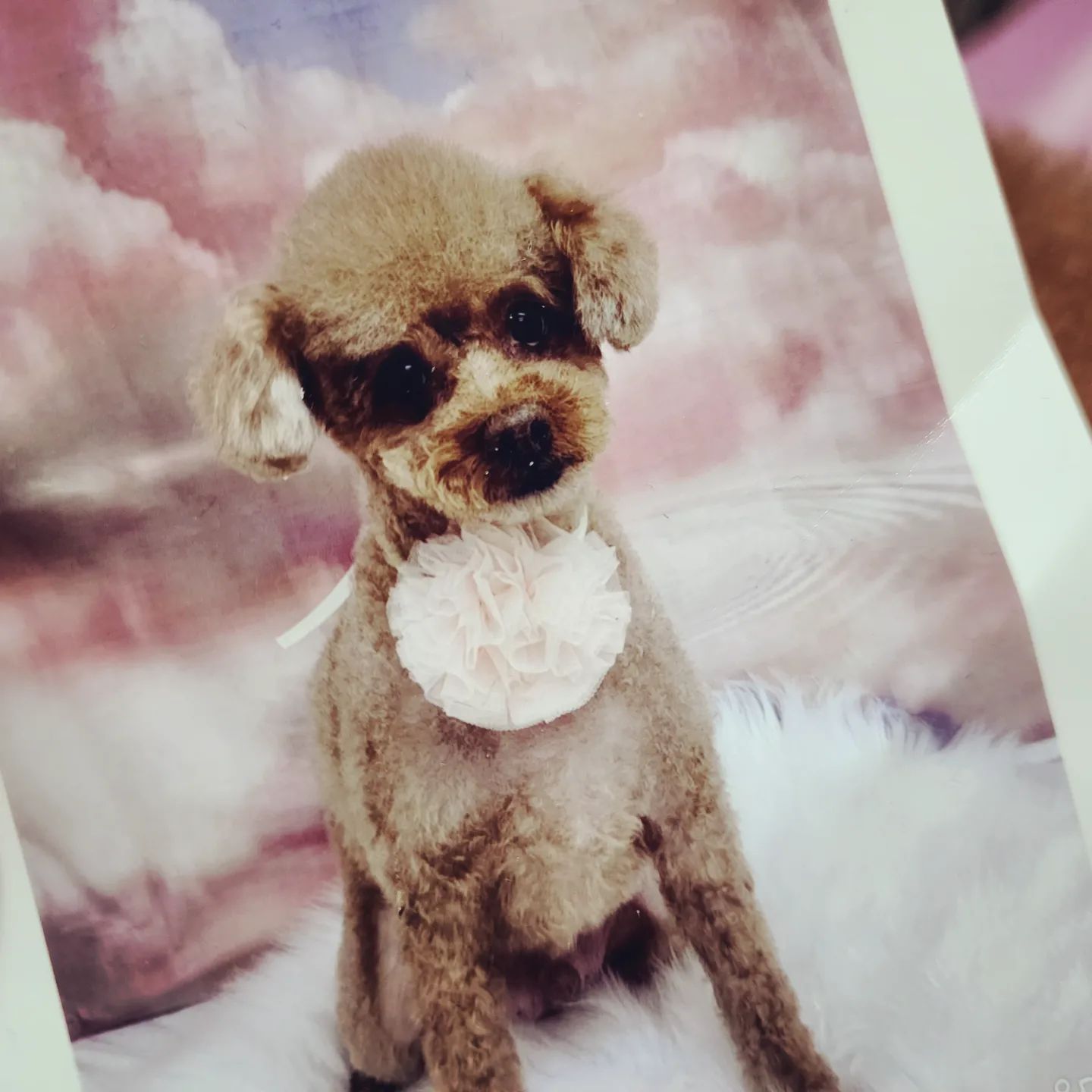 우리 커피 견생처음 곰돌이컷
주둥이 부분 털이 짧아 조금 아쉽지만
동글동글 얼굴 넘 귀엽당~~~~

#대전서구애견미용 #대전애견미용
#용문동애견미용  #댕댕커피 #댕커피
#미용잘하는아이 #맨날칭찬받아
