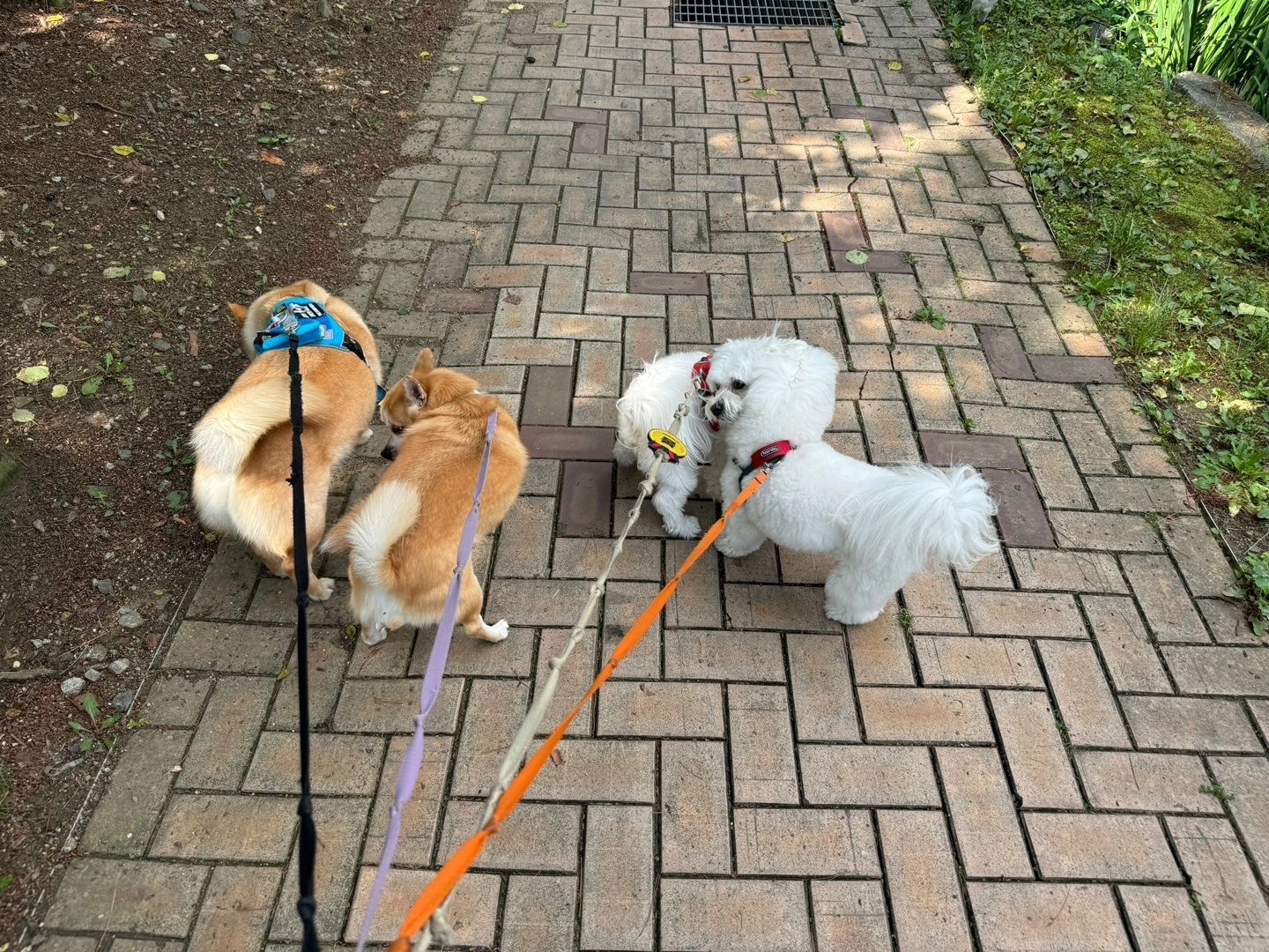 오랜만에 등원! 

그런데 무엇인가 이상하다.
갈색이들은 포즈 똑같구 힌둥이 둘이 모해? 😆