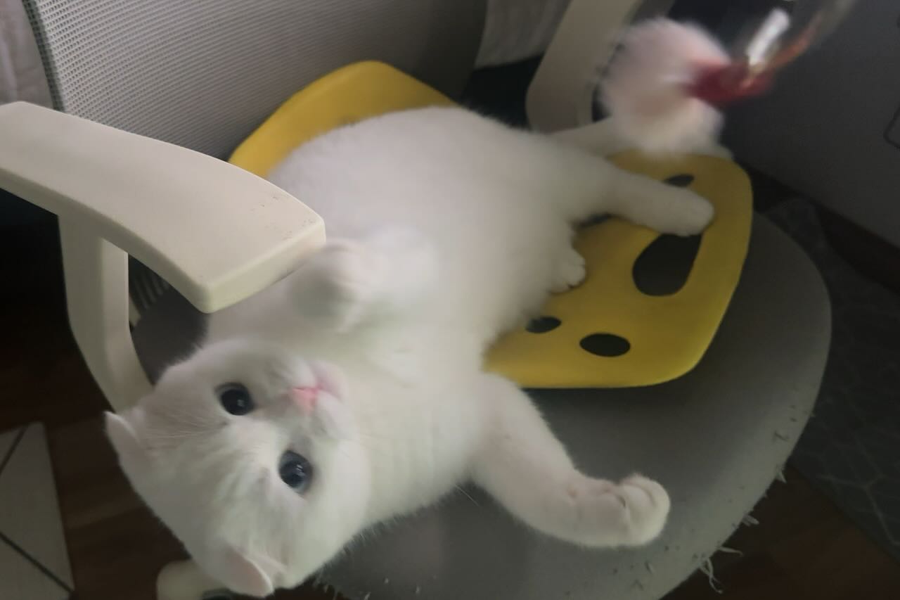 만세 사냥은 눕사냥이지 🐱
#만사가귀찮다 #고양이사냥놀이