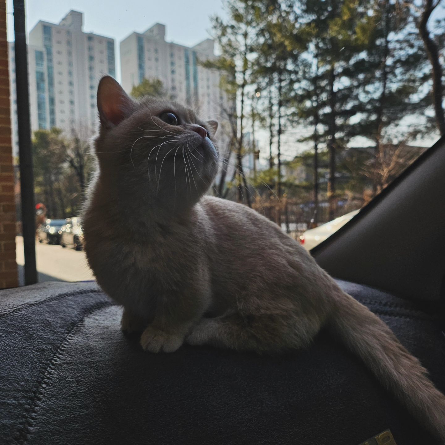 저희 집 새 식구를 소개할께요!
메리크리스마스~
선물같이 찾아온 아기냥이
그래서 이름은 메리에용♡

자꾸만 식구가 늘어가요...이래도 되는건가...

#냥스타그램#또다른매력#개냥이#이래도되나#대식구#쿠키형이랑#잘지내렴
