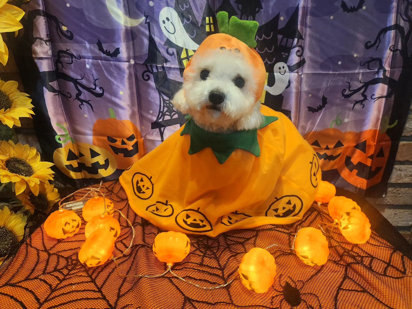 ㅡ
학원쌤들이 준비 해주신 ,
햅삐 할로윈 감사합니당🎃
ㆍ
#따라와서개고생 
#할로윈분장
 #귀요미들