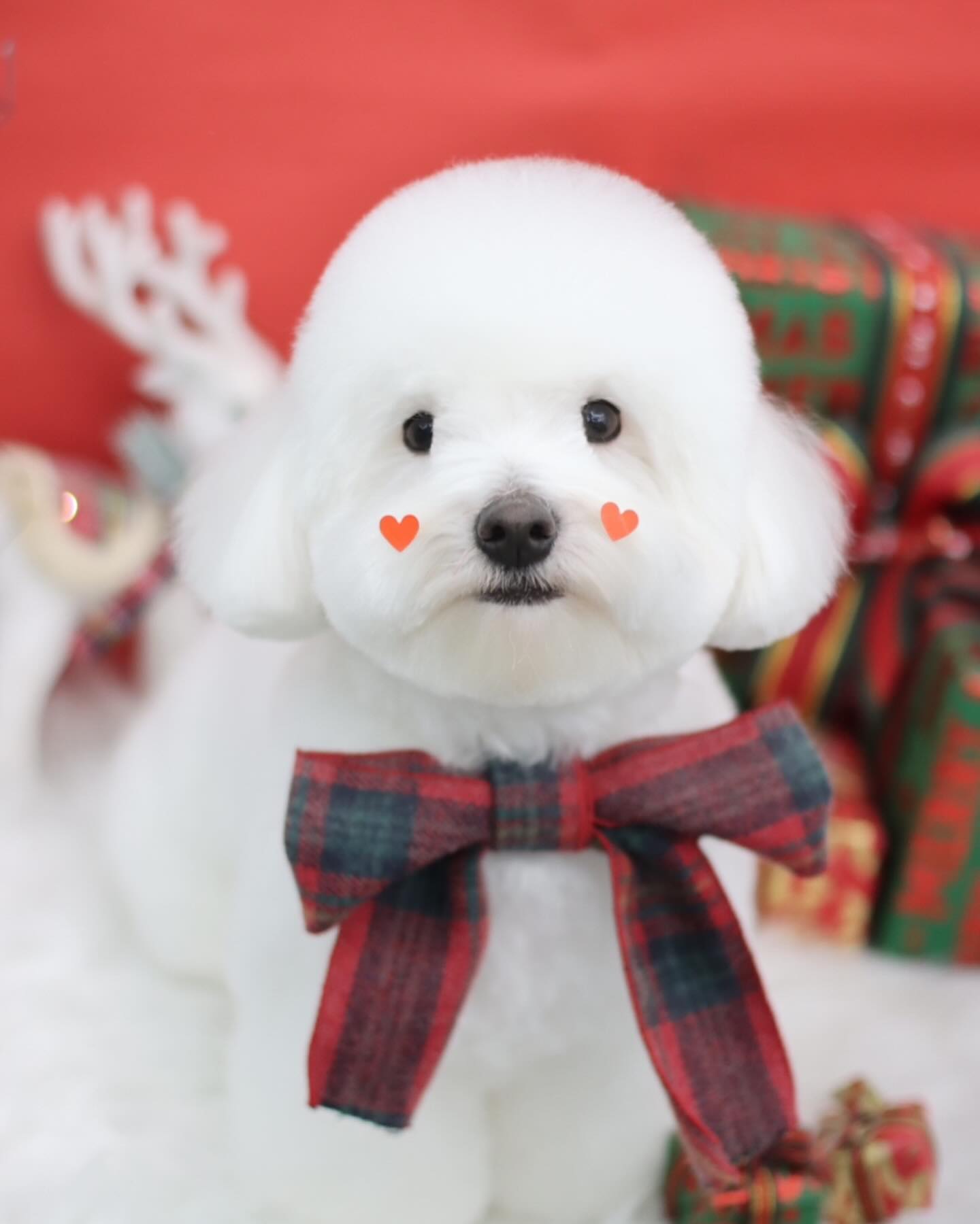 앙뚜 ◡̎ #도미네로_꼬똥

𝙵𝚊𝚌𝚎 ➾ 테디베어컷
𝙱𝚘𝚍𝚢 ➾ 2cm 가위컷