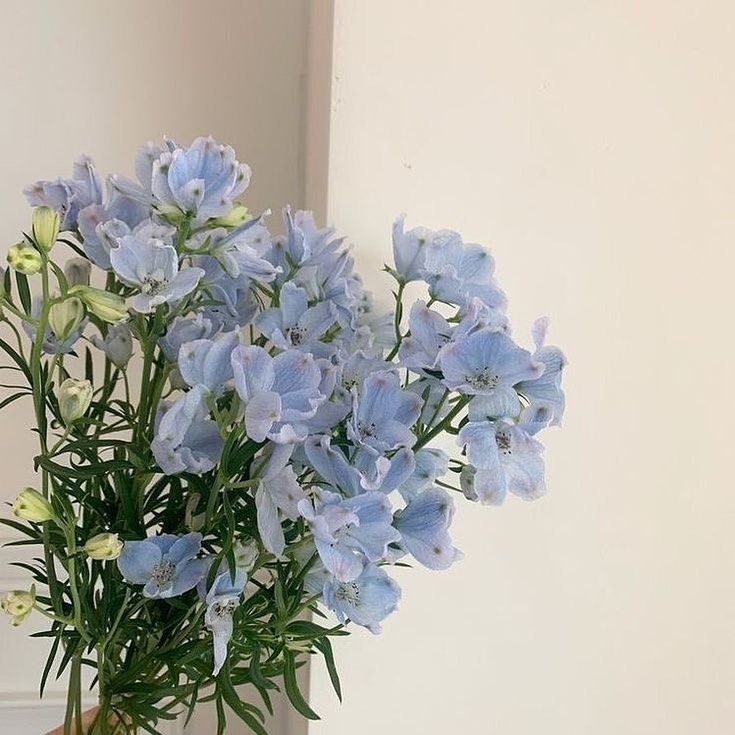 콘텐츠