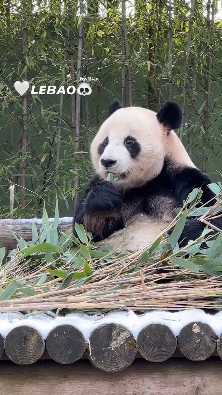 또다른 사랑,,🐼🤍챱챱 먹는소리 힐링

#밥먹는러바오 #영하12도입김
#러바오 #푸바오 #판다월드 #에버랜드 #pubao #lebao