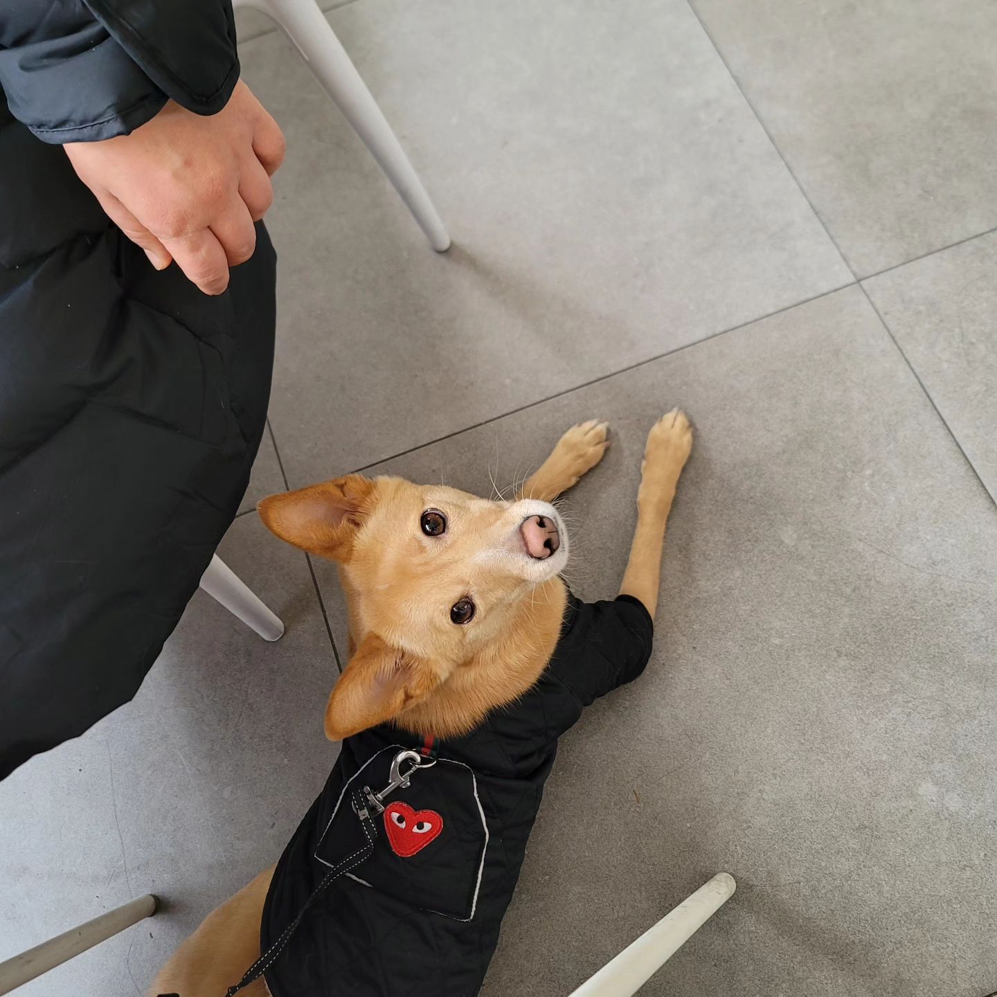 강아지와 커피
🐶☕️