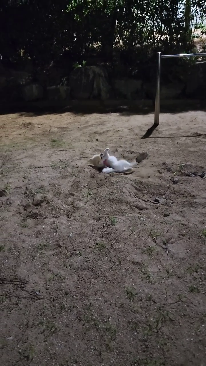 괜찮아 로이야.. 얹그제 씻은게 뭐가중요하겠어😔
너만 행복하면 됐지..그치..?😭
알고보니 고양이 똥에다가 몸비볐지만..🤯🤯