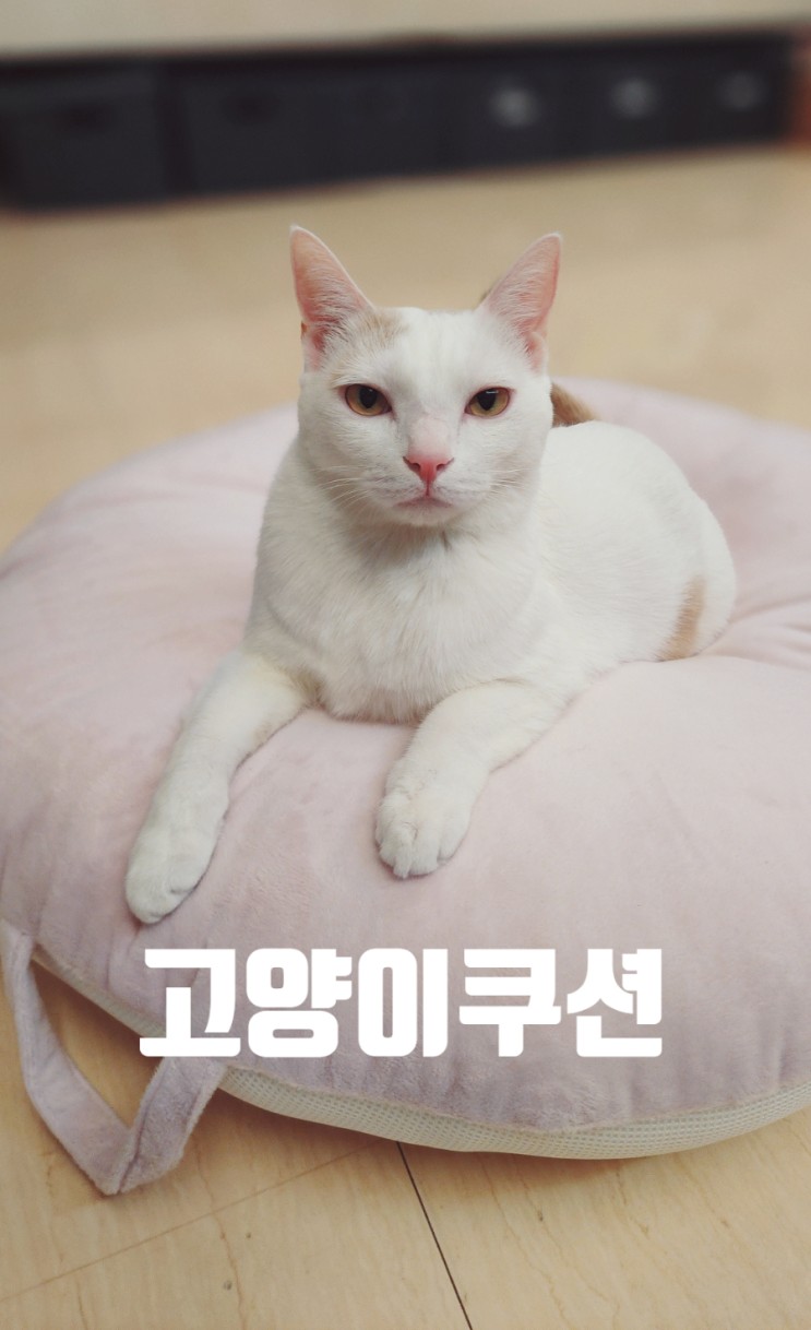 고양이쿠션추천 편안하고 복원력좋은 커다란 고양이역방쿠
