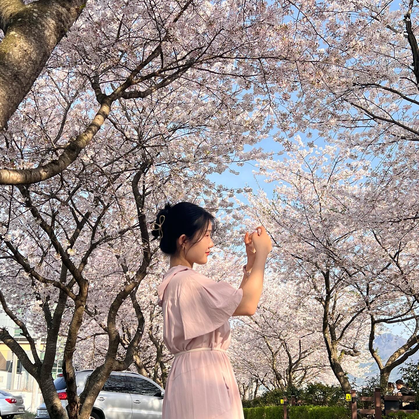 ⠀
🌸
⠀
⠀
⠀
⠀
⠀ 
⠀
⠀
#장흥 #탐진강 #장흥탐진강 #벚꽃길 #하누링의일상