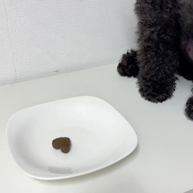 Chopa on Instagram: "#광고 🐶쵸파의 요즘 영양제 먹방 기록🐾 👉🏻 가자요펫 반려동물 영양제 쵸파의 건강을 위해 몇달째 반려동물 영양제를 급여해주고 있어요💖 반려동물에게 꼭 필요한