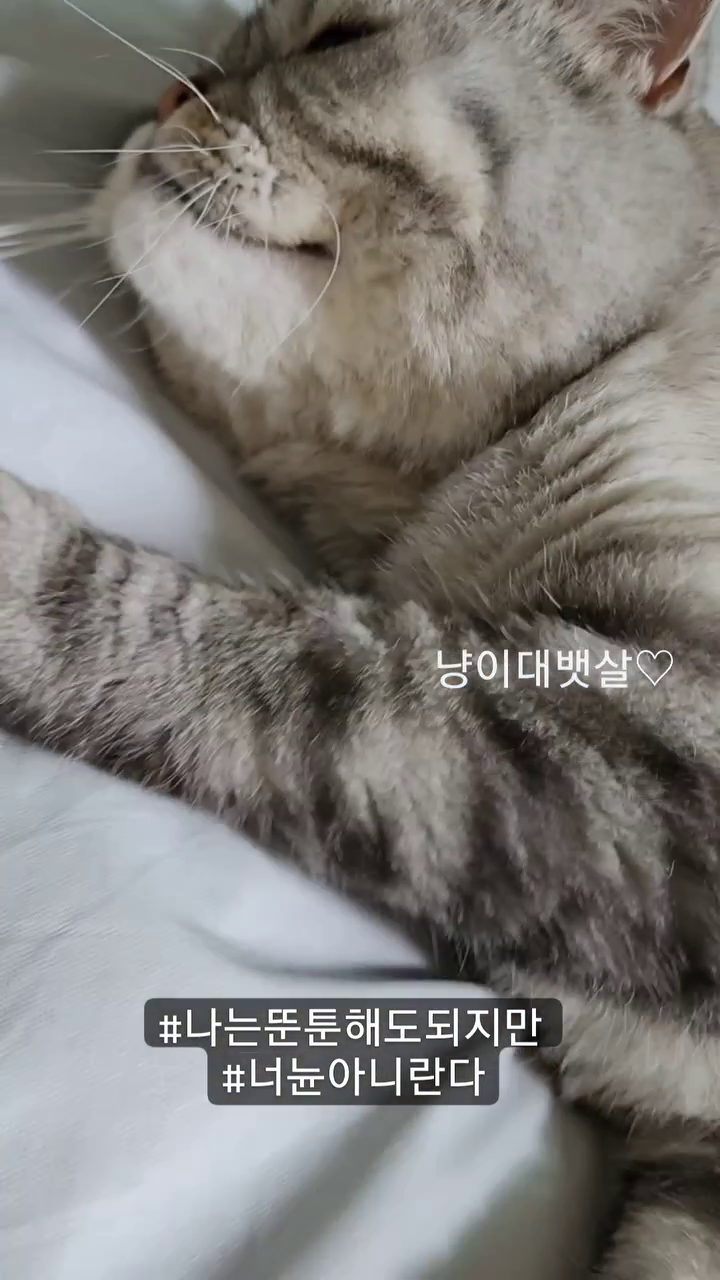 #냥스타그램 #고양이뱃살 #무강든든
#고양이애교 #고양이 #고양이그램 
#catlover #cat