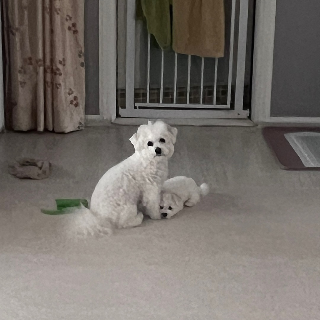 사촌동생이 키우는 강쥐들❤️😍❤️😍
뉴페가 자뀨늘어나 ㅎㅎㅎㅎㅎ설탕이와 소금이
#설탕 #소금 #뉴페 #비숑