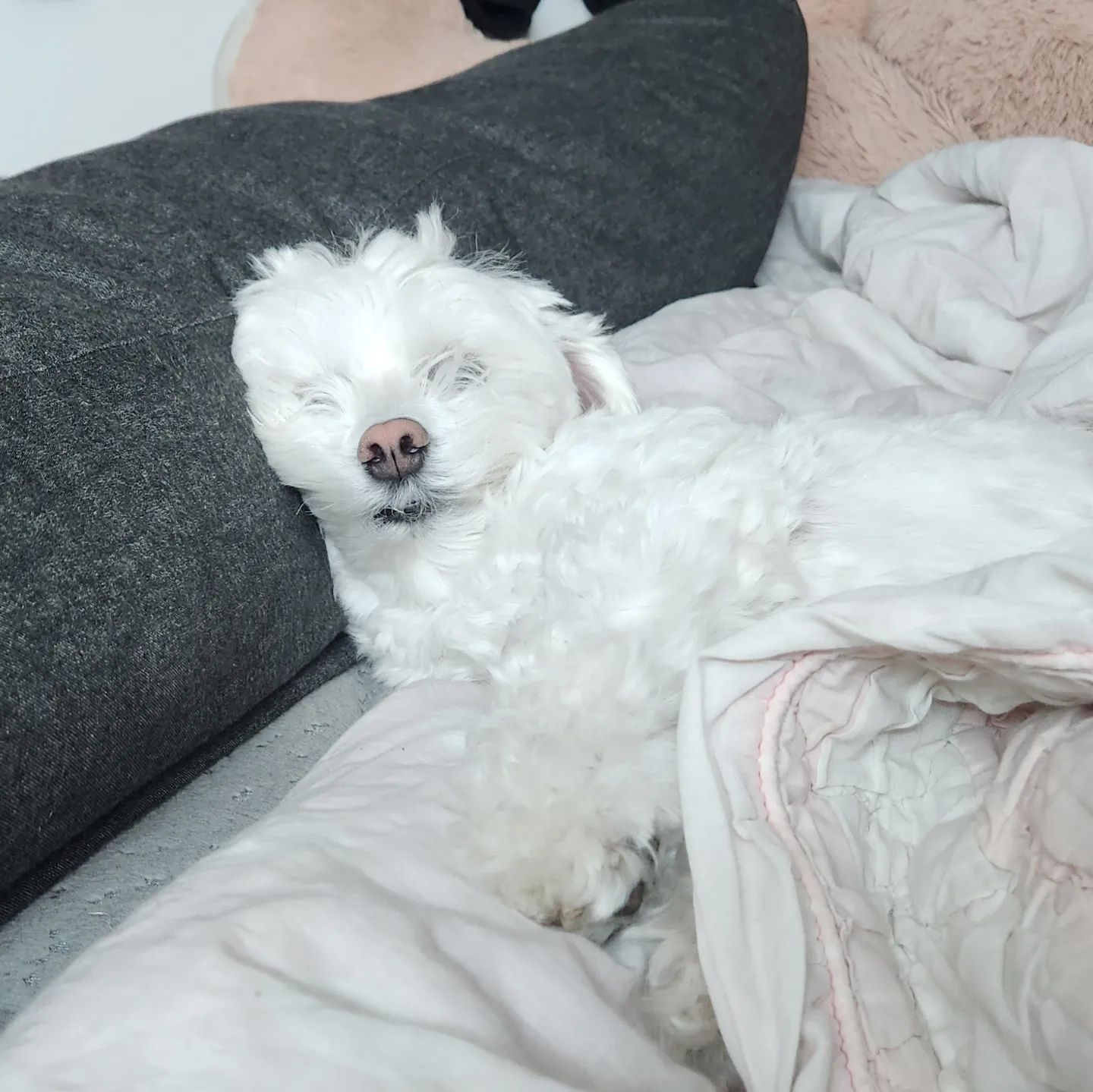 히히 바보
