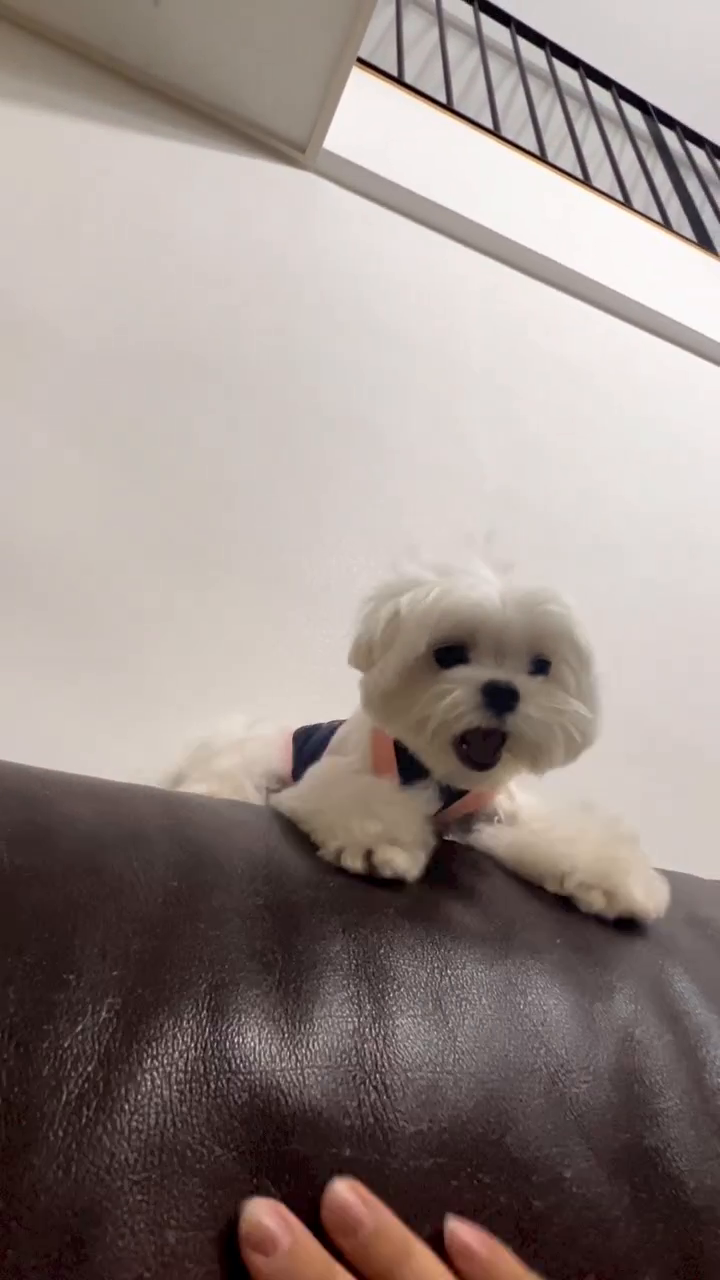 흔한 말티타임 ㅋㅋㅋ
말티즈 실체 공개합니다..ㅋㅋㅋㅋㅋ
