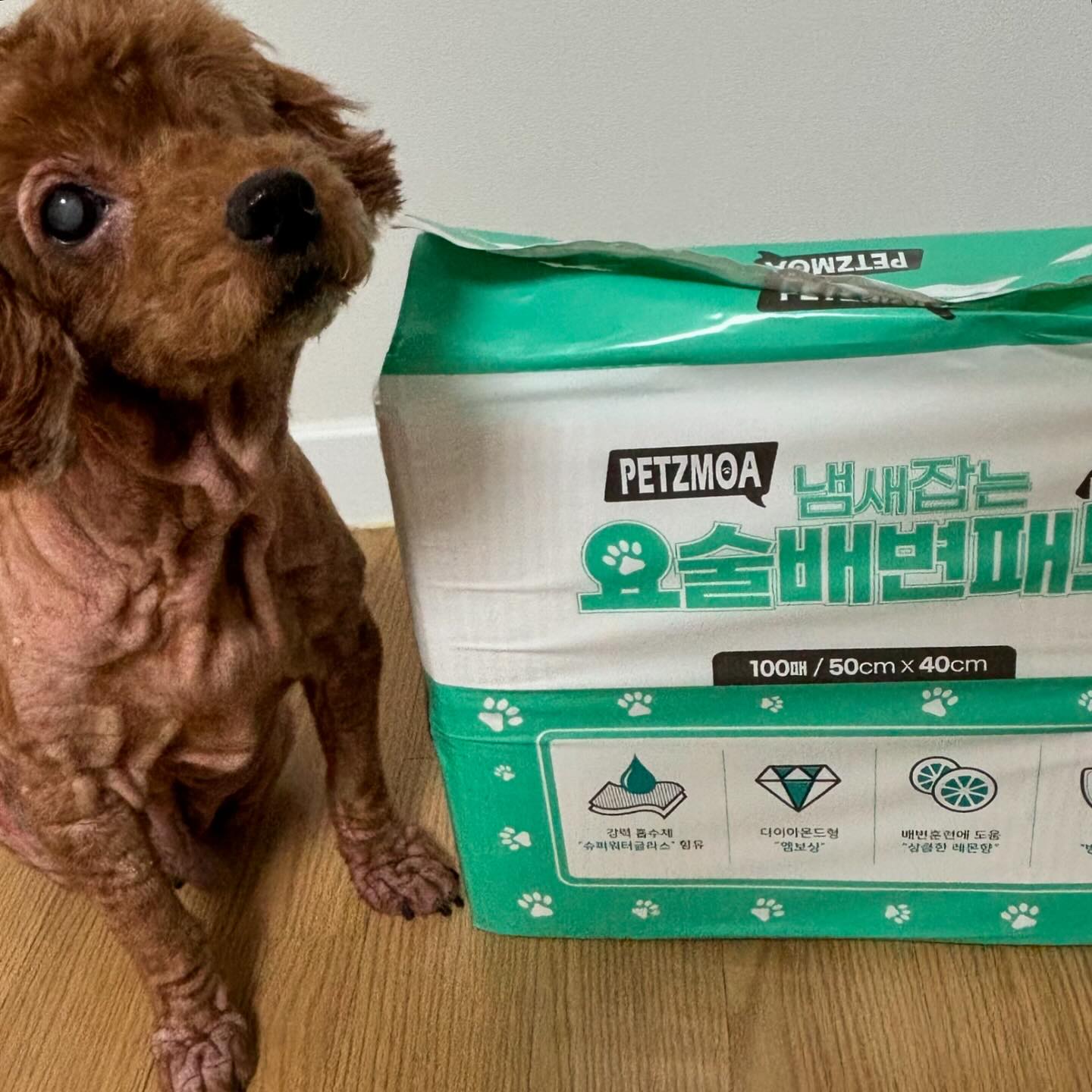 #협찬 

다둥견인 집의 필수템 배변패드! 
탈취력도 좋고 흡수력도 좋은데 패드 바닥이 방수까지 되어
외출하고 와도 흐름이 많지 않아서 좋다 ✌🏻

#페츠모아 #배변패드 #강아지배변패드 #페츠모아배변패드