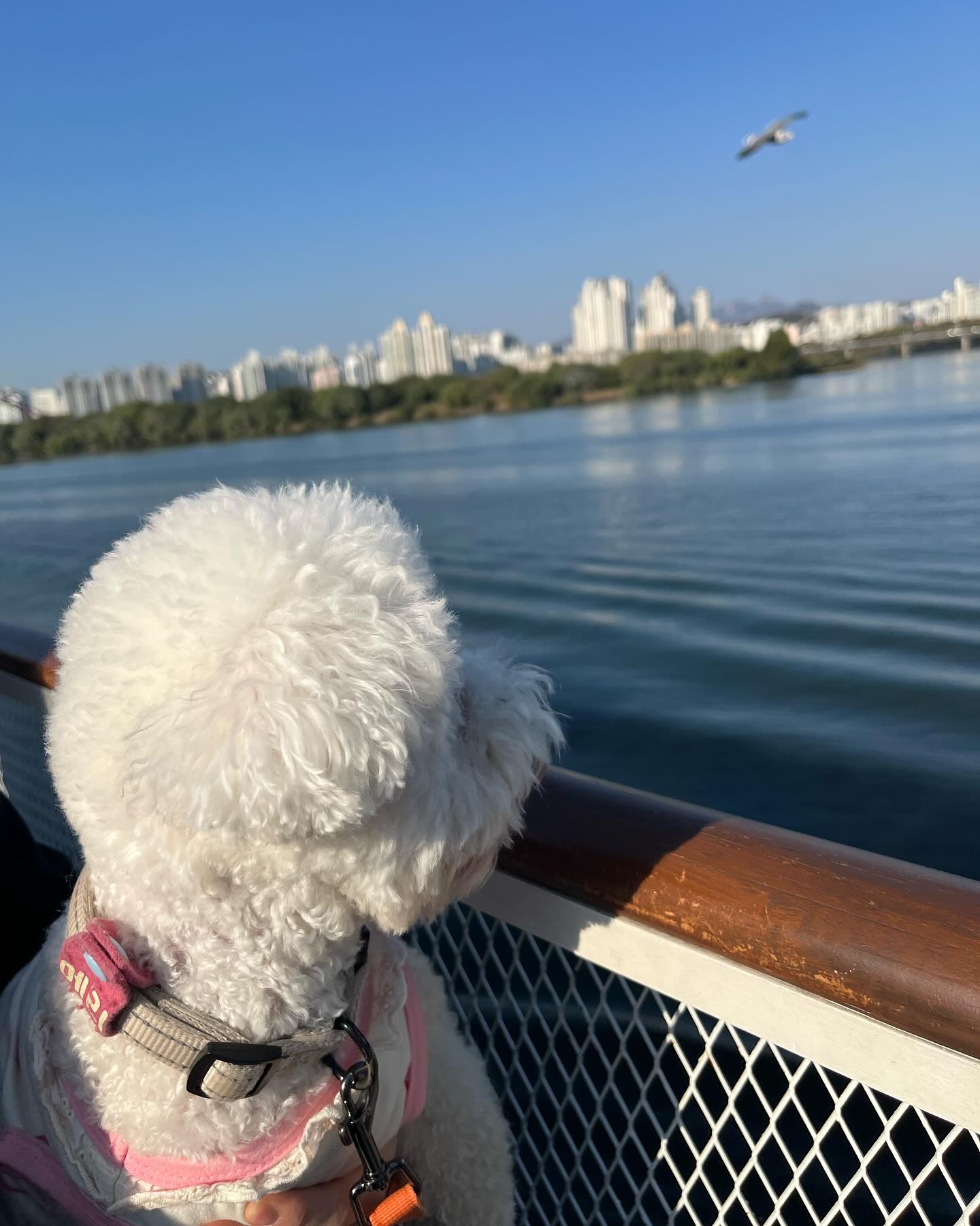 메리와 함께한 크루즈🚢🤍