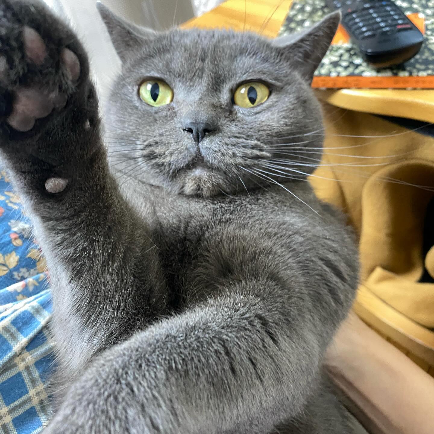 저요